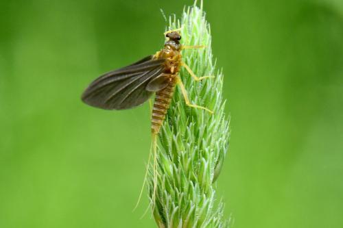 Réf. 322 731 : Ephemerella mucronata